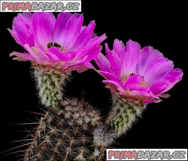 kaktus-echinocereus-armatus-pp-22-baleni-obsahuje-20-semen