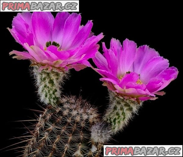 Kaktus Echinocereus armatus PP 22 Balení obsahuje 20 semen