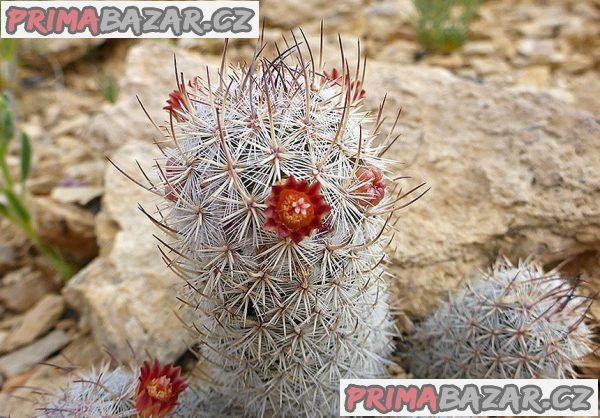 Kaktus Mammillaria potsii Balení obsahuje 10 semen