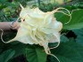 5 semen Brugmansia Summertime - Andělská trumpeta