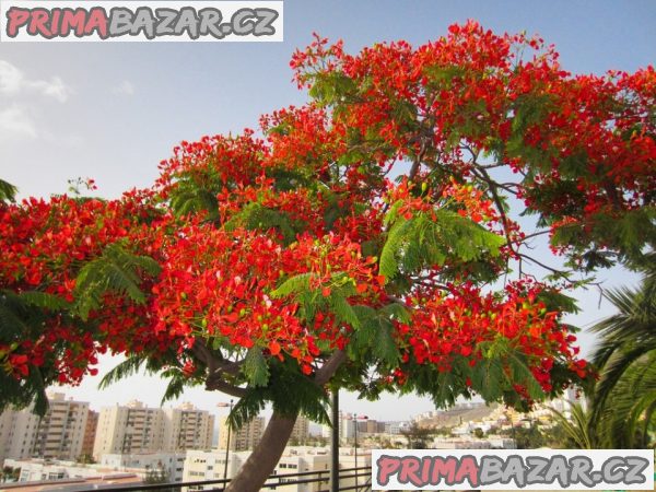 Delonix Regia - Ohňový strom Balení obsahuje 5 semen
