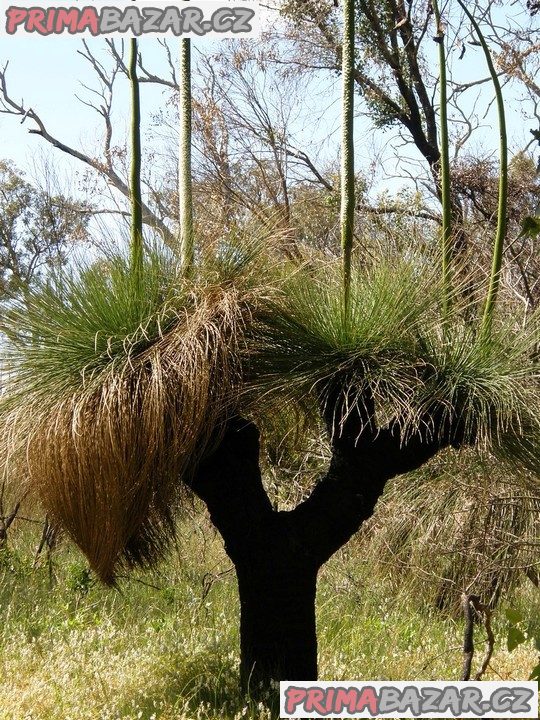 80-x-semena-travovy-strom-xanthorrhoea-preissii-zvyhodnena-nabidka