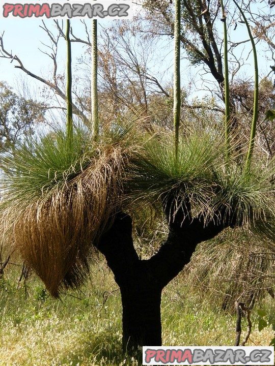 ♣ 80 x semena Trávový strom Xanthorrhoea preissii Zvýhodněná nabídka