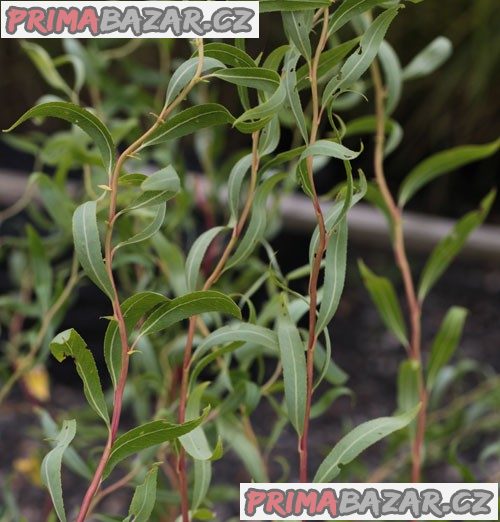 10 x Řízky vrba kroucená (Salix erythroflexuosa)
