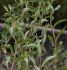 10 x Řízky vrba kroucená (Salix erythroflexuosa)