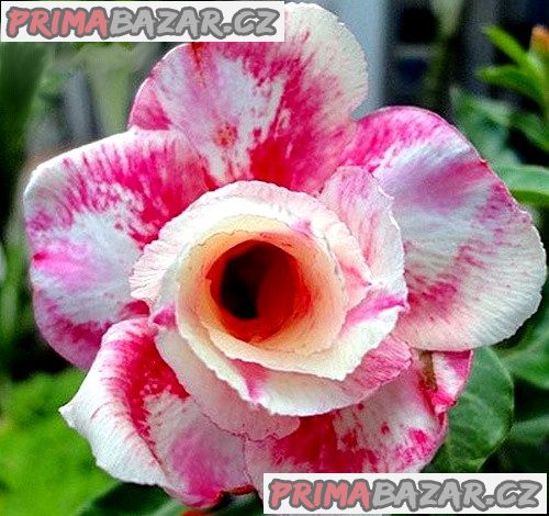 adenium-obesum-wanjai-baleni-obsahuje-5-semen