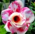 Adenium obesum _wanjai_ Balení obsahuje 5 semen