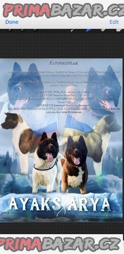 vystavni-vystava-standard-champion-bloodline-akita-stene