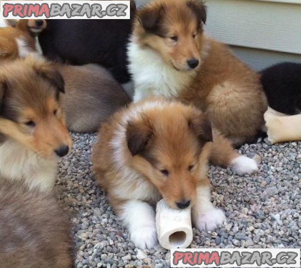 krasna-stenatka-border-rough-collie