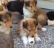 Krásná štěňátka Border Rough Collie