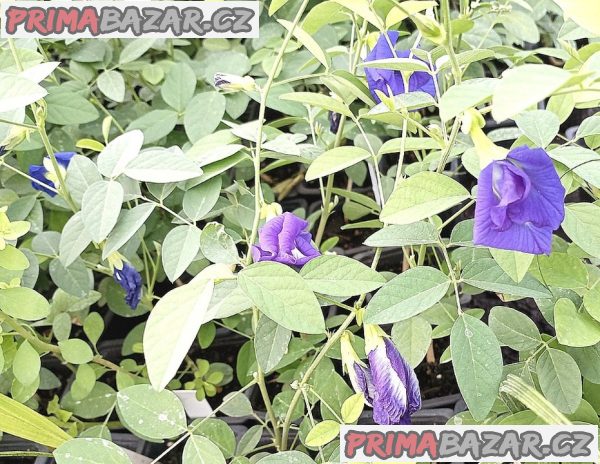 Sazenice Clitoria Ternatea již v květu vel. cca 20-25 cm