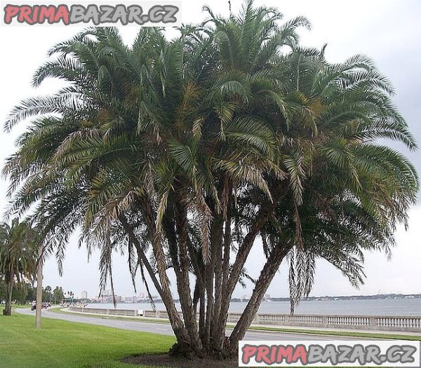 Sazenice palma Phoenix reclinata – Datlovník senegalský