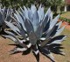 Sazenice Agave americana – Agáve obecná