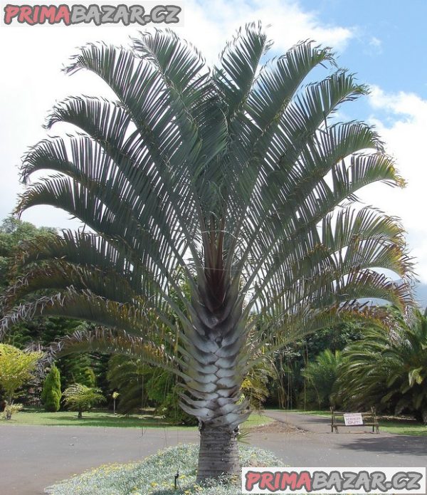 Sazenice Palma Dypsis decaryi  1 – 2 první listy