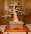 sazenice Baobab (Adansonia digitata)