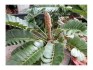Sazenice Cycas Zamia Furfuracea