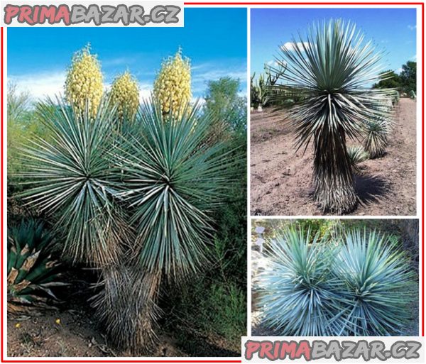 Yucca Rigida - semena
