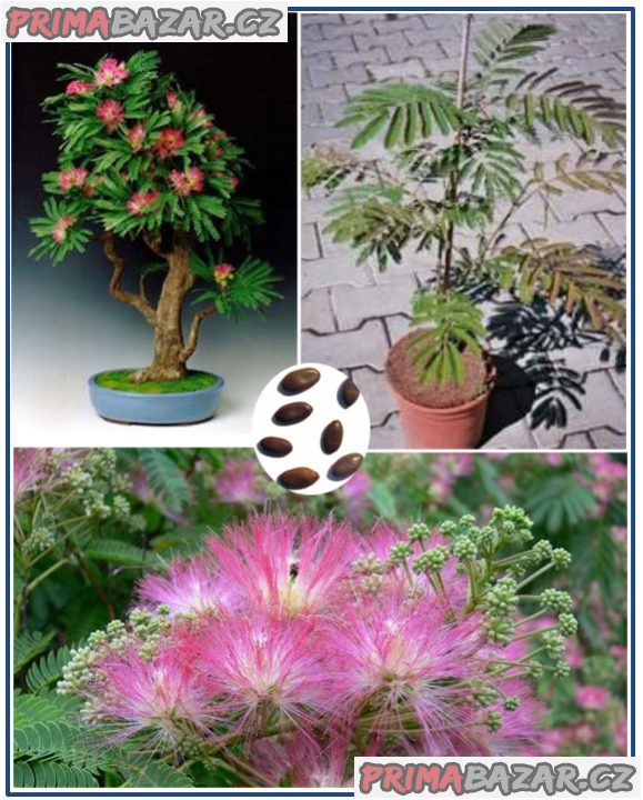 albizia-julibrisin-mrazuvzdorna-mimoza-semena