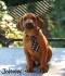 Rhodéský ridgeback s PP