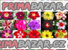 sazenice-adenium-obesum-mix-semen-vel-cca-15-20-cm-obvod-kaudexu-minimalne-8-cm