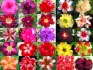 Sazenice Adenium obesum - mix semen vel. cca 15-20 cm - obvod kaudexu minimálně 8 cm.