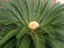 Sazenice Cycas revoluta - cykas japonský