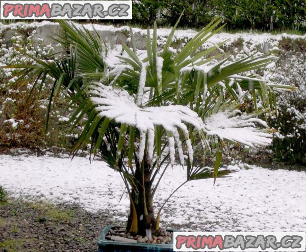 Sazenice palma Trachycarpus fortunei 4-5 první listy
