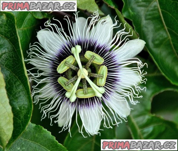 Sazenice Passiflora edulis - mučenka jedlá vel. cca 20-30 cm