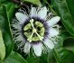 Sazenice Passiflora edulis - mučenka jedlá vel. cca 20-30 cm