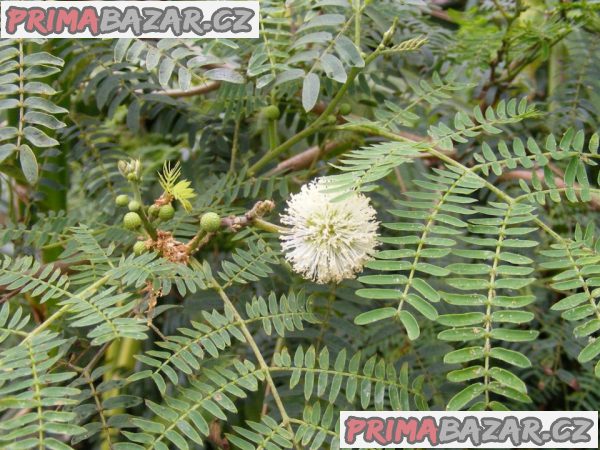 Leucaena leucocephala - Divoká mimóza Balení obsahuje 8 semen