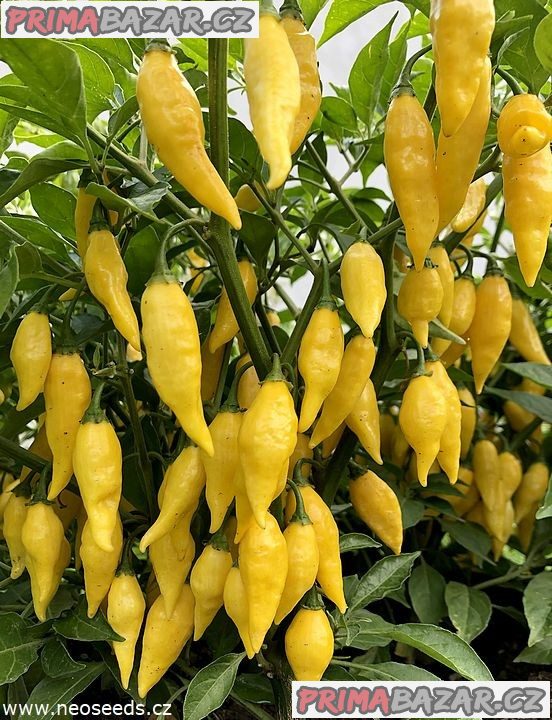 Chilli Aji Mochero Balení obsahuje 10 semen