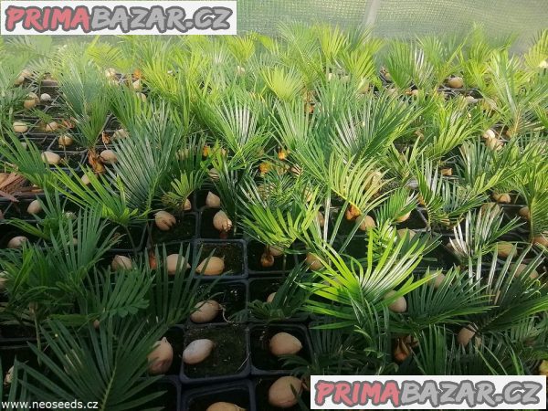 10 x sazenice Cycas Revoluta - Cykas Japonský Zvýhodněná nabídka