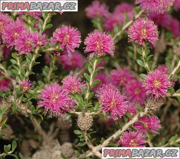 Melaleuca spathulata – Kajeput Balení obsahuje 100 semen