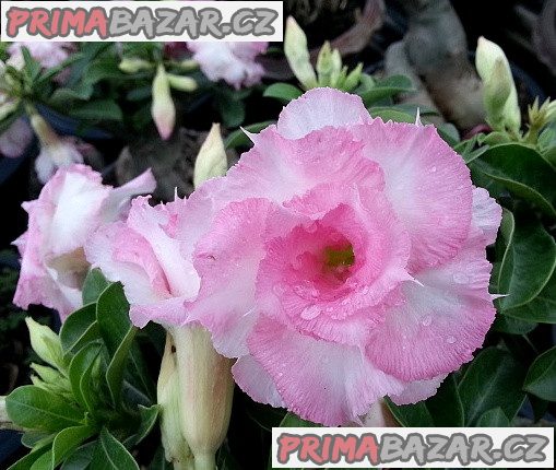 Adenium obesum _namwan_ Balení obsahuje 5 semen