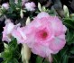 Adenium obesum _namwan_ Balení obsahuje 5 semen