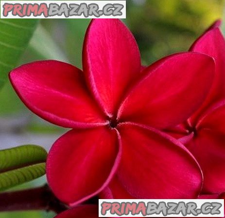 Plumeria Frangipani Redfire Balení obsahuje 3 semena