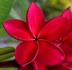 Plumeria Frangipani Redfire Balení obsahuje 3 semena