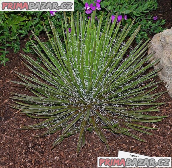 agave-geminiflora-agave-dvoukveta-baleni-obsahuje-5-semen