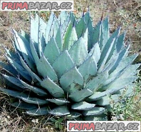 Agave applanata – Maguey de Ixtle Balení obsahuje 7 semen