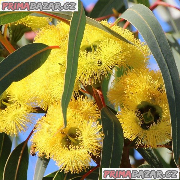 Eucalyptus stricklandii - Blahovičník Balení obsahuje 20 semen