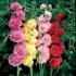 Alcea Rosea – topolovka