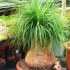 Beaucarnea guatemalensis - sloní noha nolina