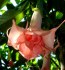 řízek Brugmansia Salmon perfektion - Andělská trumpeta