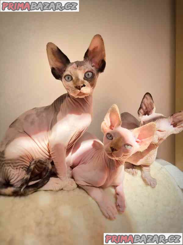 krásná koťátka sphynx k adopci