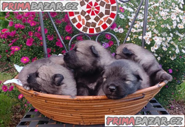 Německý špic vlčí / keeshond prodám štěnata s PP