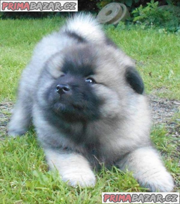 Německý špic vlčí / keeshond prodám štěnata s PP