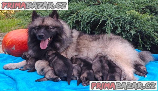 Německý špic vlčí / keeshond prodám štěnata s PP