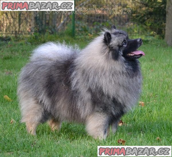 Německý špic vlčí / keeshond prodám štěnata s PP