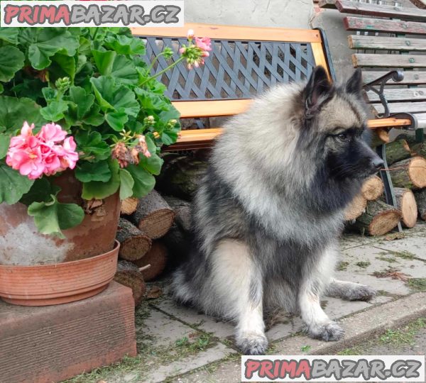 Německý špic vlčí / keeshond prodám štěnata s PP