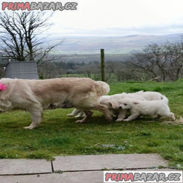 5 Generation Pedigree Golden Retrievers Puppies